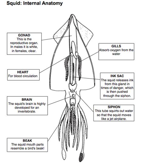 Squid Dissection Prelab Web Assignment - Ms. Alyson Walker 4th grade