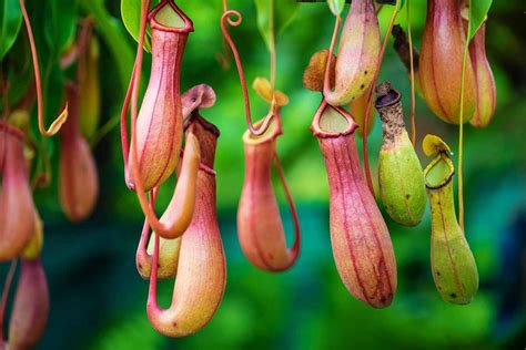 Carnivorous Plants In The Tropical Rainforest