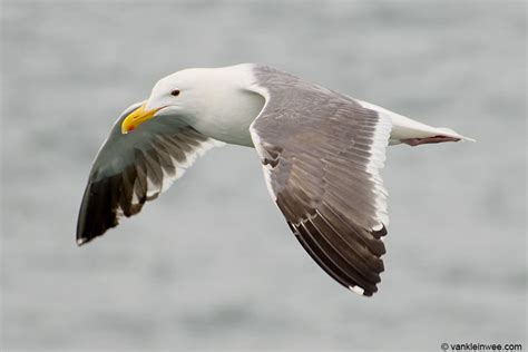 Western Gull, 4cy | Western Gull (Larus occidentalis), 4th c… | Flickr