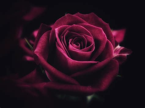 [Get 22+] Pink Wallpaper Rose Flower Images