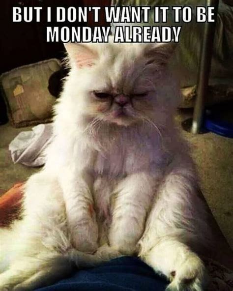 100 Funny Monday Memes | Images Of Happy Monday Memes – BoomSumo