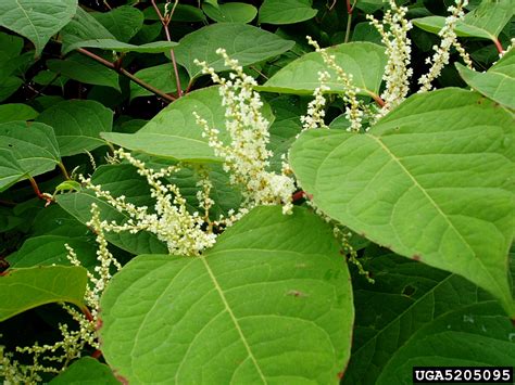 Japanese knotweed (Reynoutria japonica)