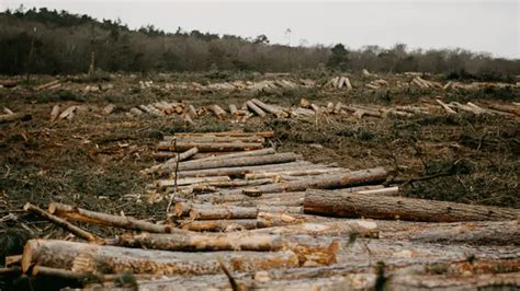 Deforestasi Adalah Penebangan Hutan, Ketahui Penyebab dan Dampaknya ...