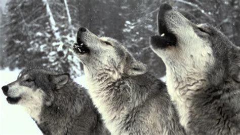 Wolves Howling Wallpaper (68+ images)