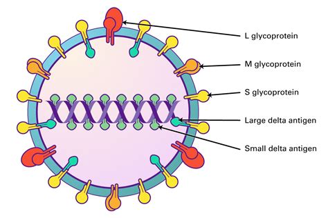 Hepatitis Viruses | LSBio