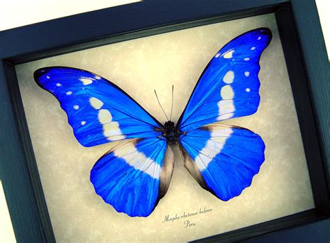 Morpho rhetenor helena - Framed Morpho Butterfly