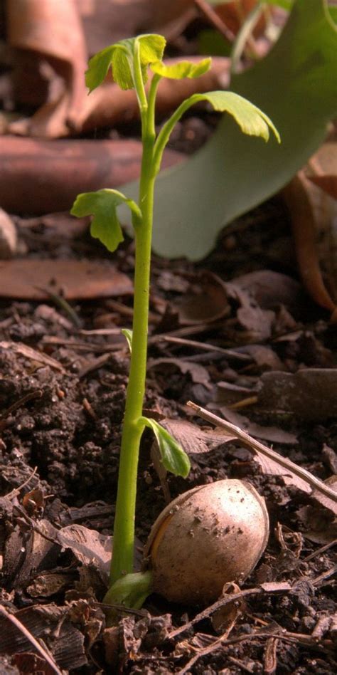 Starting a Ginkgo Tree From Seed | Dengarden