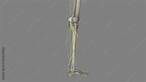 The lateral sural cutaneous nerve of the lumbosacral plexus supplies ...