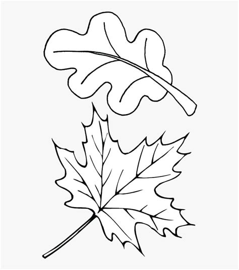 Leaf Outline Autumn Outlines Fall Clip Art Transparent - Fall Leaves ...