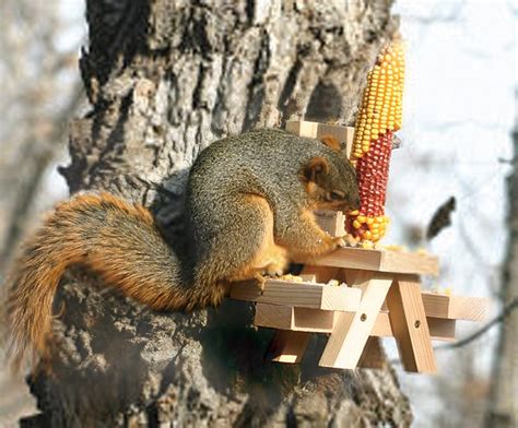 This Picnic Table Squirrel Feeder Lets Your Backyard Squirrels Sit Down ...