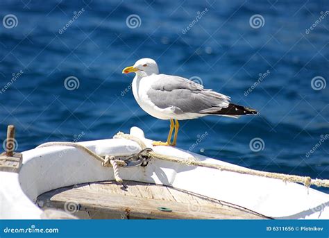 The Seagull Sitting on a Nose of a Fishing Boat Stock Photo - Image of ...