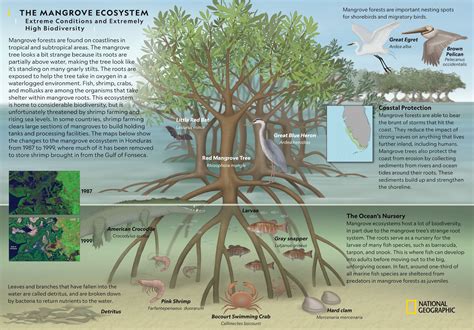 Mangrove Ecosystem in India- Importance, Threats and Way Forward | UPSC ...