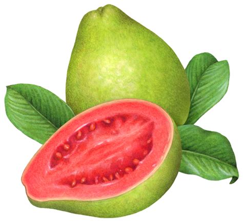 Guava Illustration | Fruit, Guava fruit, Fruit photography