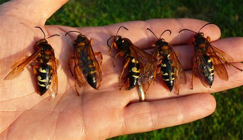 Avoid Cicada Killer Wasps in Maryland