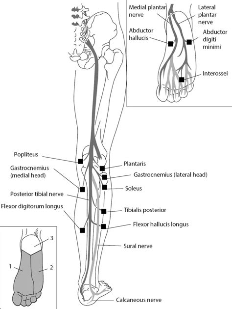 Tibial Nerve: Anatomy, Course, Branches & Applied anatomy