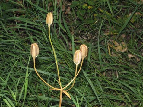 Wild tiger lily (seed capsules) | Lilium columbianum McDiarm… | Flickr