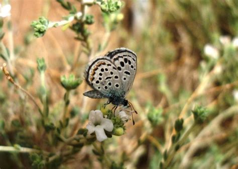 Sinai Baton Blue | Critically endangered species, Butterfly species ...