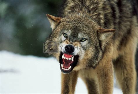 Snarling Gray Wolf by photo_guru Vectors & Illustrations with Unlimited ...