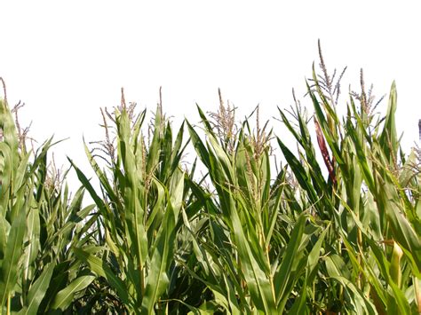 cornfield png 20 free Cliparts | Download images on Clipground 2024