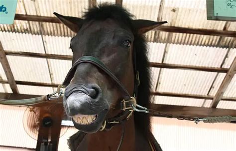 Cleaning Your Horse’s Teeth: Do They Really Need Brushing? – Horse FactBook