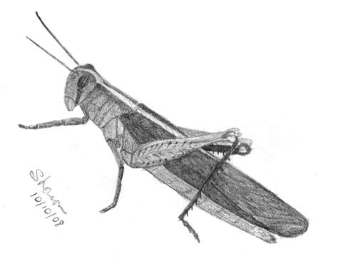 Grasshopper Sketch at PaintingValley.com | Explore collection of ...