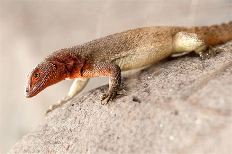 Galapagos Wildlife Pictures