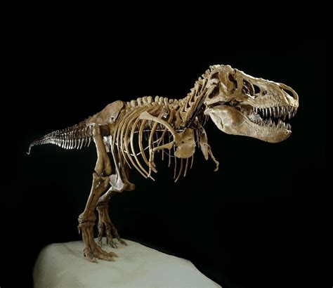 Tyrannosaurus Rex Skeleton posters & prints by Corbis