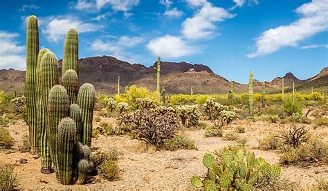 What Are The Special Adaptations Of Desert Plants? - WorldAtlas