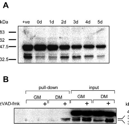 Caspase-9 is activated during differentiation. (A) Caspase-9 processing ...