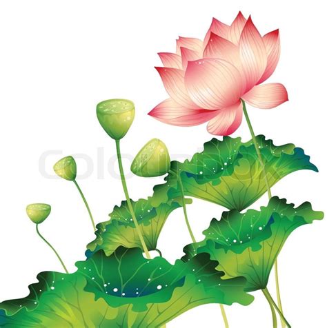 Oriental lotus flower isolated with lotus leaf | Stock Vector | Colourbox