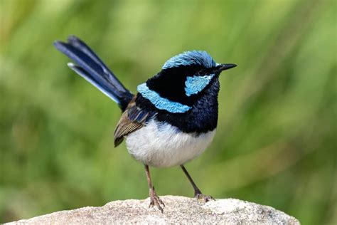 Fairy-Wren - A-Z Animals