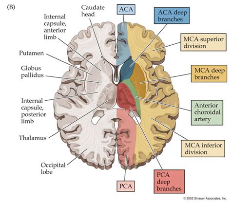 Nervous System - Neuroanatomy - Anterior Cerebral Artery (ACA), Middle ...