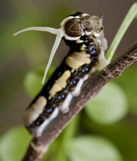 Florida volunteers see record numbers of endangered Schaus’ swallowtail ...