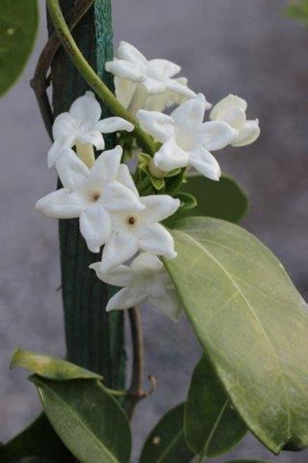 Stephanotis floribunda - Devil Mountain Wholesale Nursery