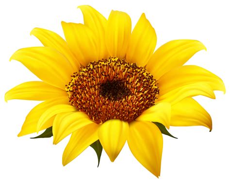 Sunflower Svg Png Pdf Flower Svg Floral Svg Sunflower Png Images And ...