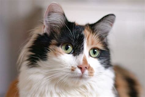 What to Know About Calico Cats | Calico cat names, Cat aesthetic ...