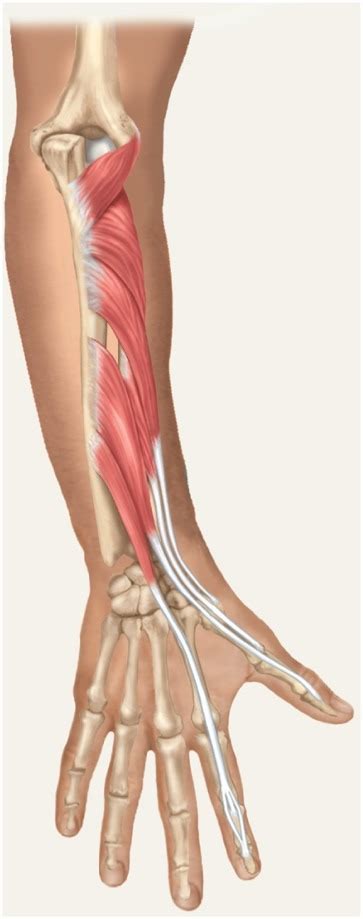 hand extrinsic muscles Diagram | Quizlet