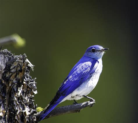 Male mountain bluebird Photograph by Frank Pali - Fine Art America