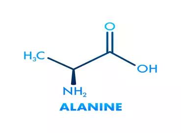 L-Alanine Market Size to Surpass USD 183.3 Million by 2028