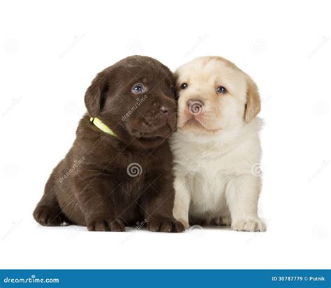 Chocolate & Chocolate Labrador Retriever Puppies Stock Image - Image of ...