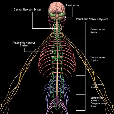 3d model human anatomy nervous systems - Skeleton, Anatomy & Nervous ...