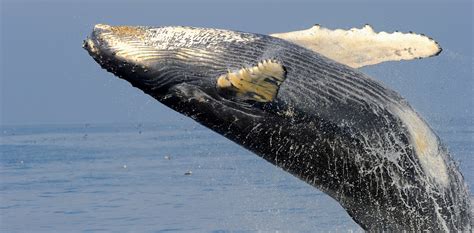 Humpback whale songs video - Strange Sounds