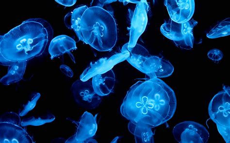 JellyFish HD Wallpaper | Dark blue wallpaper, Jelly wallpaper, Blue ...