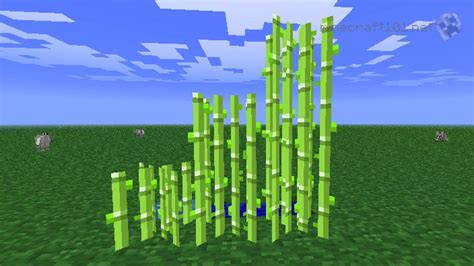 how to plant sugar cane in minecraft