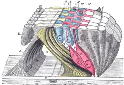 Reticular membrane - Wikipedia