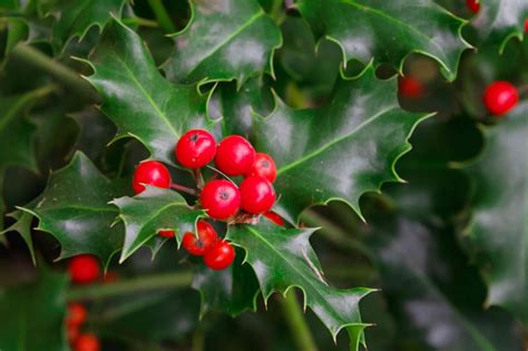 Shrubs With Poisonous Berries, Seeds, or Leaves