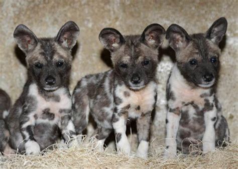 Puppies! 10 African Wild Dog Puppies Born | Live Science