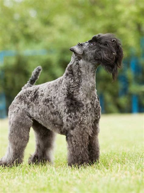 Blue Dog Breeds - 20 Beautiful Blue Breeds That You'll Love