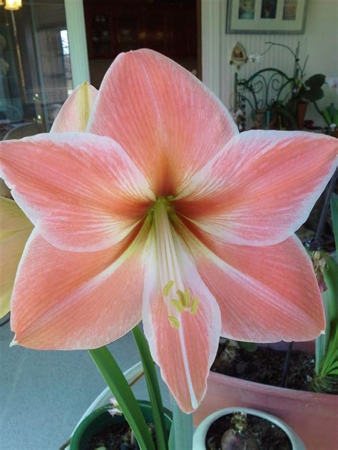 Pin by Dede Turner on Amaryllis | Amaryllis, House plants, House plant care