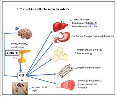 Adult Growth Hormone Deficiency - WAPO